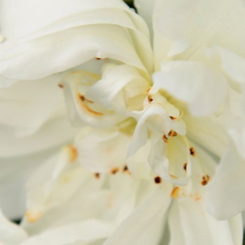 Rosiers en ligne - Blanche - rosiers lianes - parfum intense - Rosa Bobbie James - Sunningdale Nursery - Petites fleurs semi-doubles, groupées de couleur crème.